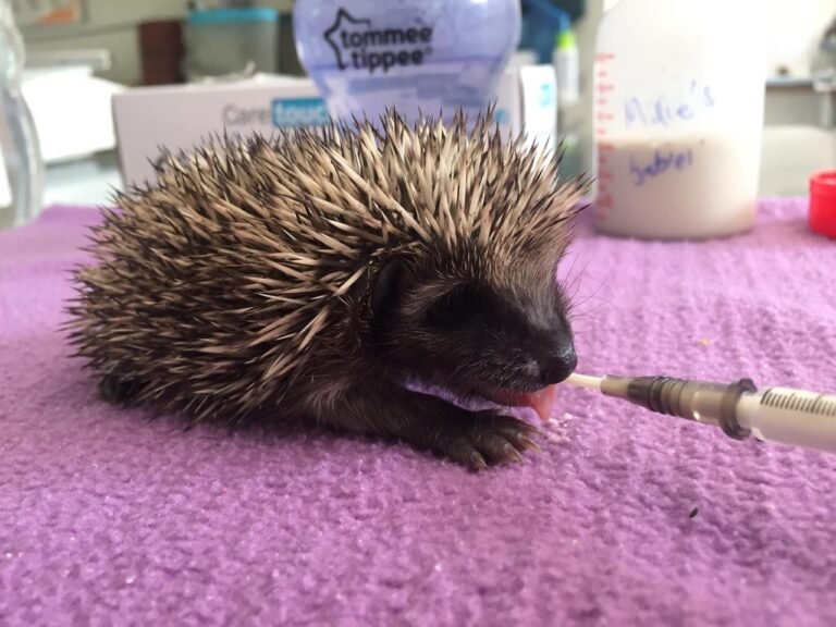 Hedgehog Hospital