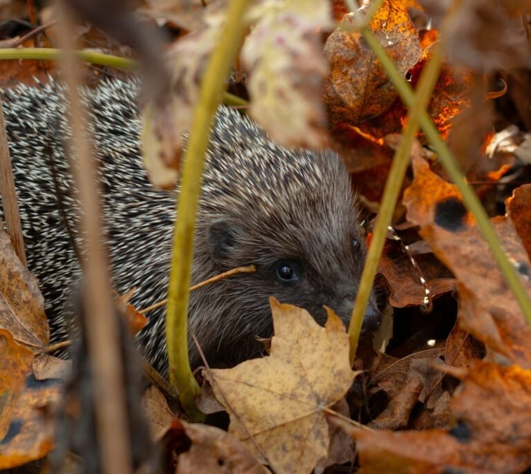 Nature on your doorstep