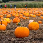 Go Pumpkin Picking! 2025
