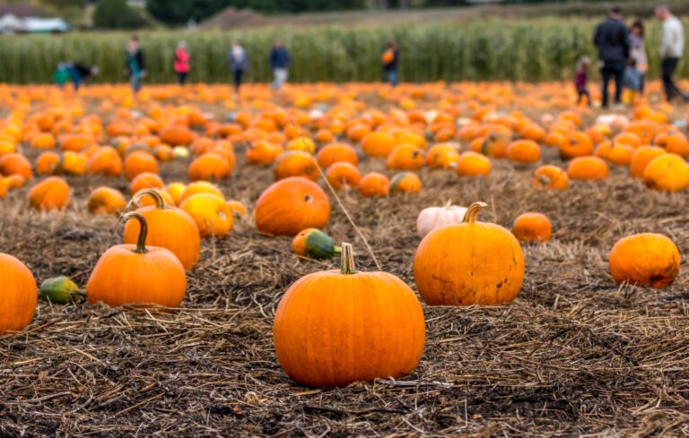 Go Pumpkin Picking!