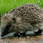 The Hundred Parishes Society