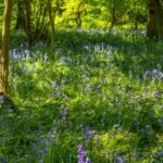 Bluebell walks