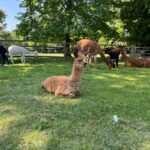 Yew Tree Alpacas