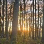 Therfield Heath